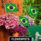 G128 50 Pack Handheld Brazil Brazilian Stick Flags | 12x18 In | Printed 150D Polyester, Country Flag, Solid Wooden Stick, Spear Gold Tip